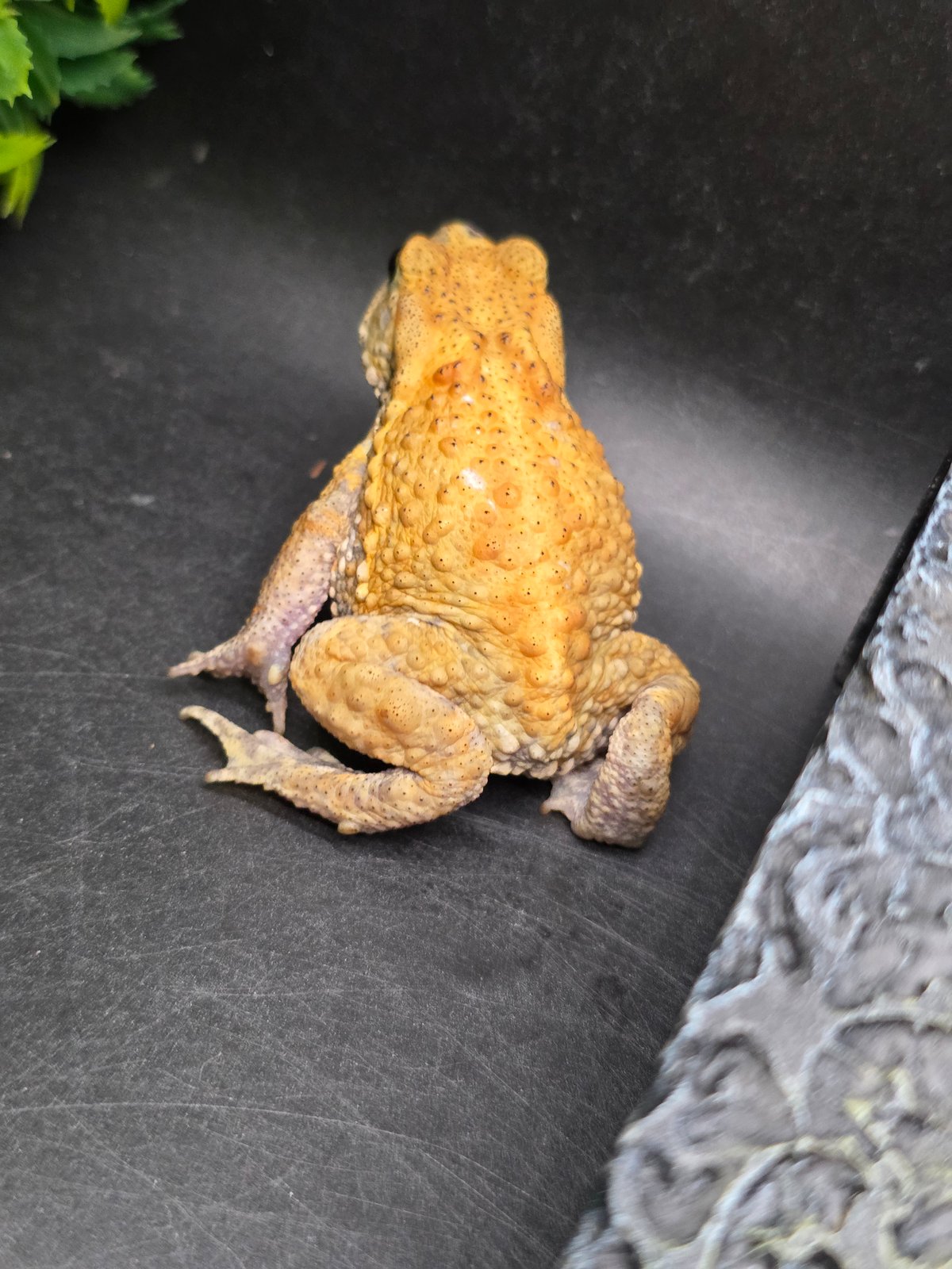 9 ミヤコヒキガエル 6.5cm 透明感ある色合いのオス？ 大東島産