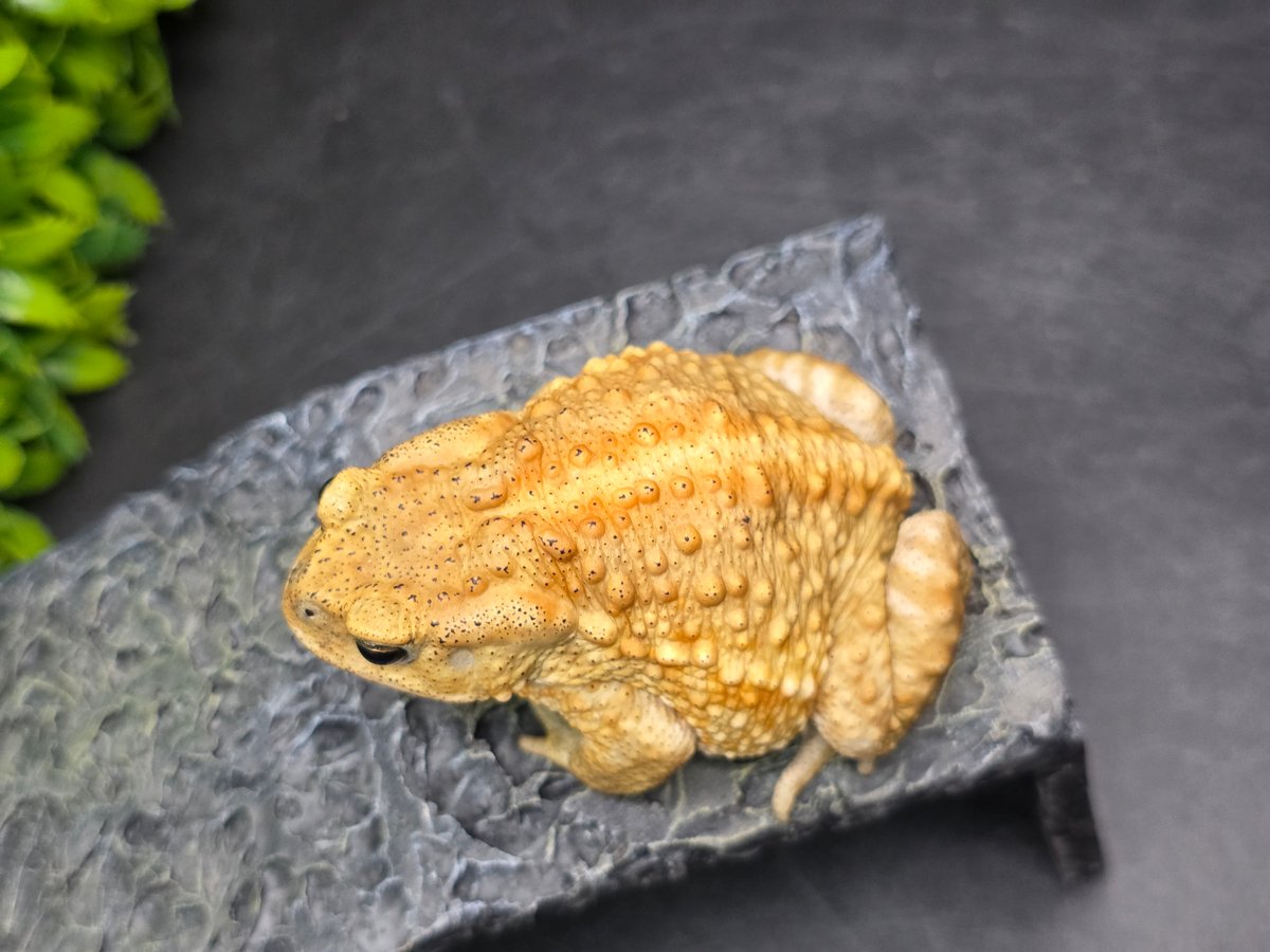 CoCo...オーダー作品モールのレオパ２、アメフクラガエル、ミヤコヒキ 20 ミヤコヒキガエル 7.5cm オス 大東島産 | ワガママなガマママ
