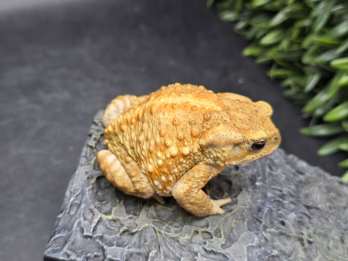 20 ミヤコヒキガエル 7.5cm オス 大東島産 | ワガママなガマママ