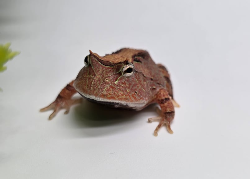 純血！ ① アマゾンツノガエル 生体 CB グリーン 両生類 カエル 蛙
