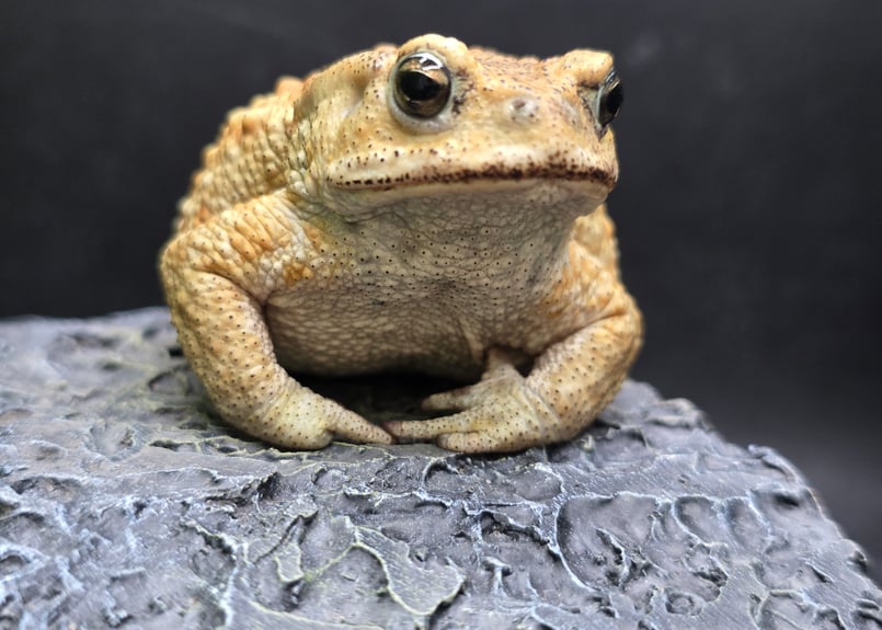 ミヤコヒキガエル　１０匹 両生類)ミヤコヒキガエル （約4-8cm）（10匹） : 熱帯魚通販の