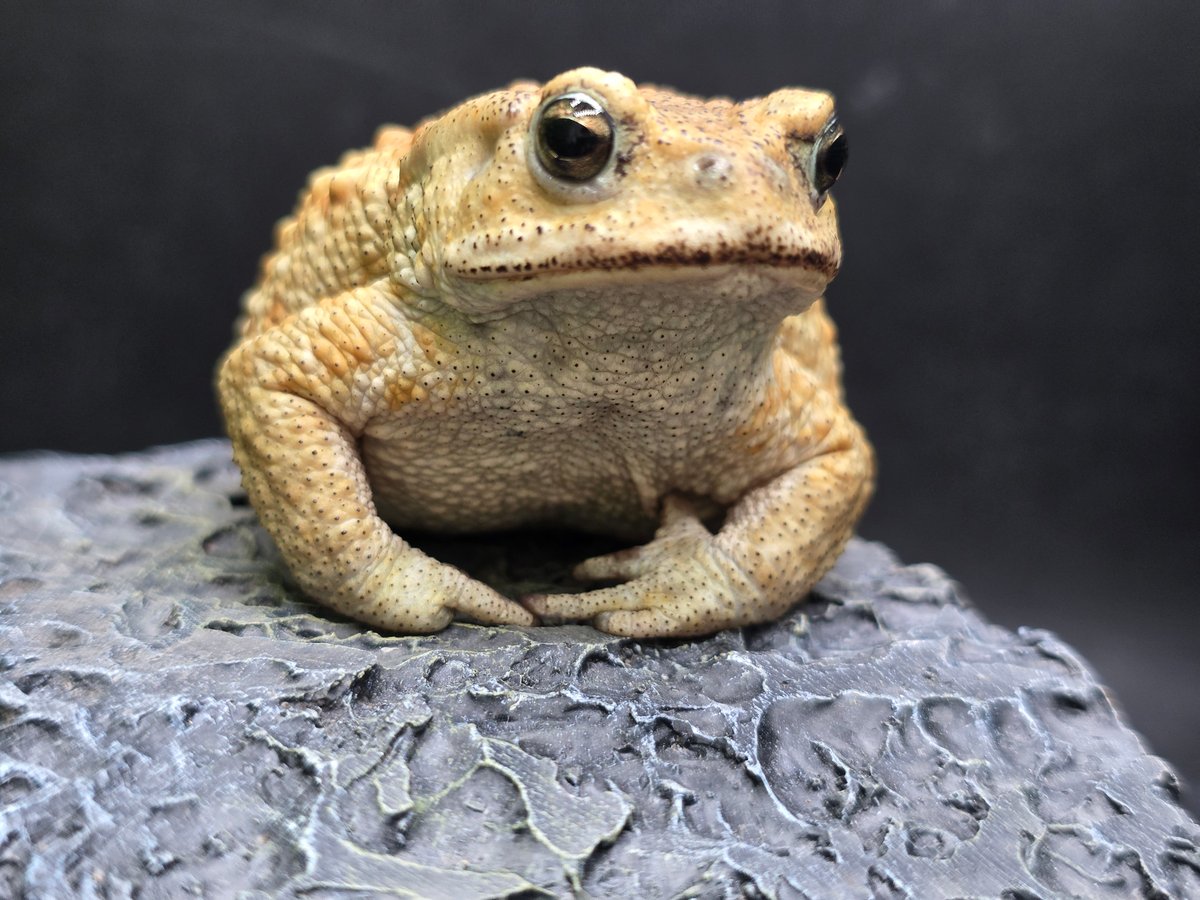 20 ミヤコヒキガエル 7.5cm オス 大東島産 | ワガママなガマママ