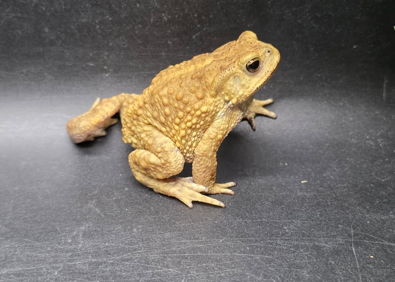 8 ミヤコヒキガエル 6cm 仕草が可愛すぎるオス 大東島産 | ワガママな