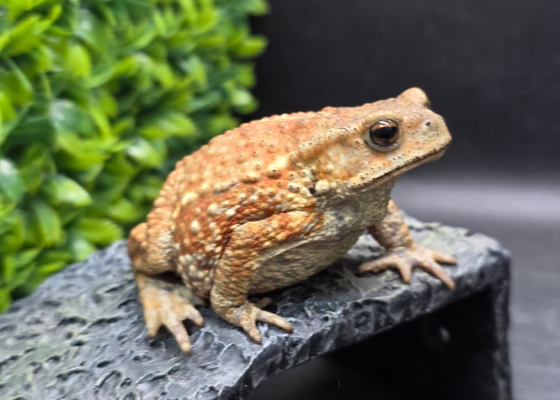 9 ミヤコヒキガエル 8cm メス 大東島産 | ワガママなガマママ