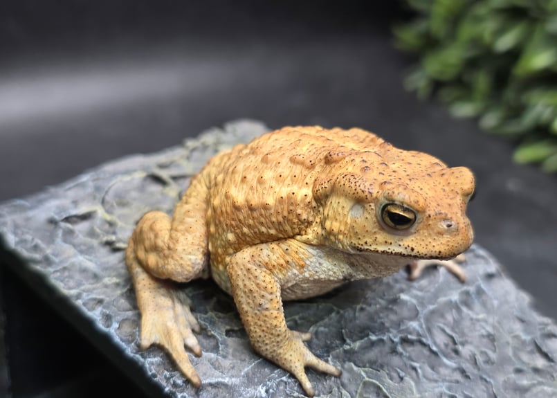 更新しました！！【レア】送料込☆えいちのみず・ワカガエル 12 ミヤコヒキガエル 6.5cm オス 大東島産 | ワガママなガマママ