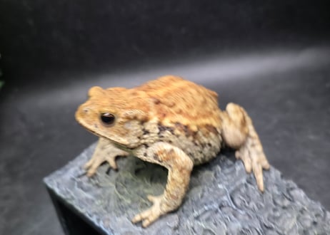 #4　ミヤコヒキガエル　8cm　メス　大東島産