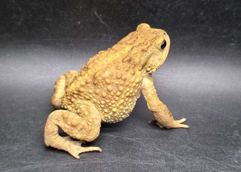 8 ミヤコヒキガエル 6cm 仕草が可愛すぎるオス 大東島産 | ワガママな