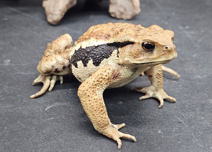 デュビア 大好き ！ オマケつき ！ 公式 アズマヒキガエル カエル 両生類