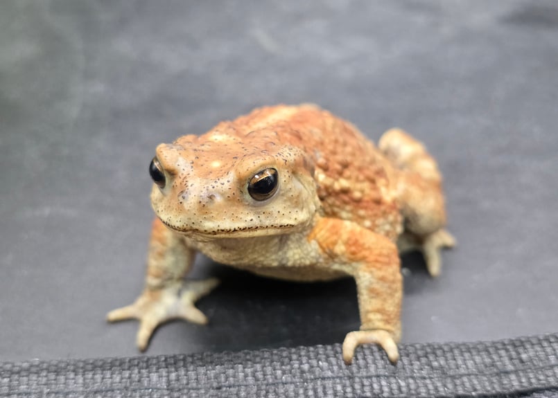 9 ミヤコヒキガエル 7cm メス 大東島産 | ワガママなガマママ