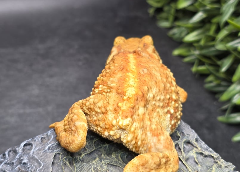 19 ミヤコヒキガエル 8cm メス 大東島産 | ワガママなガマママ