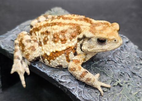 ワガママなガマママ