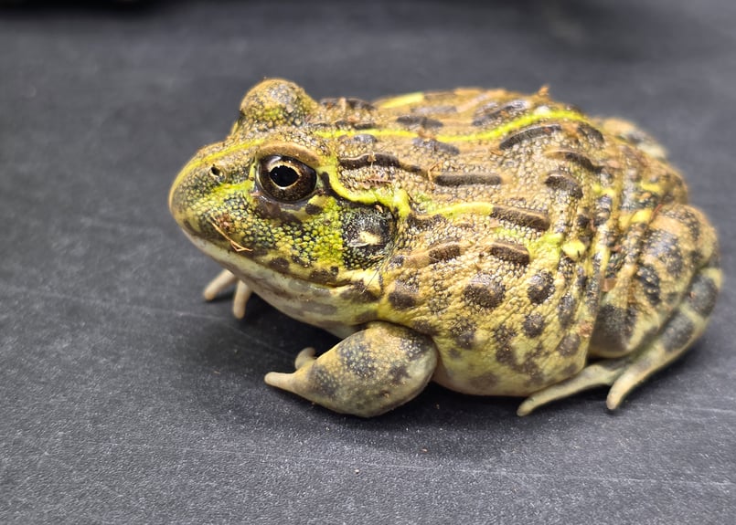 アフリカウシガエルCB