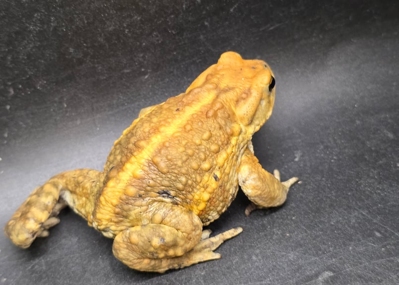 8 ミヤコヒキガエル 7cm 地味に見えるけど明るい性格のオス 大東島産