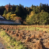秩父「だいずSUN」ファーム
