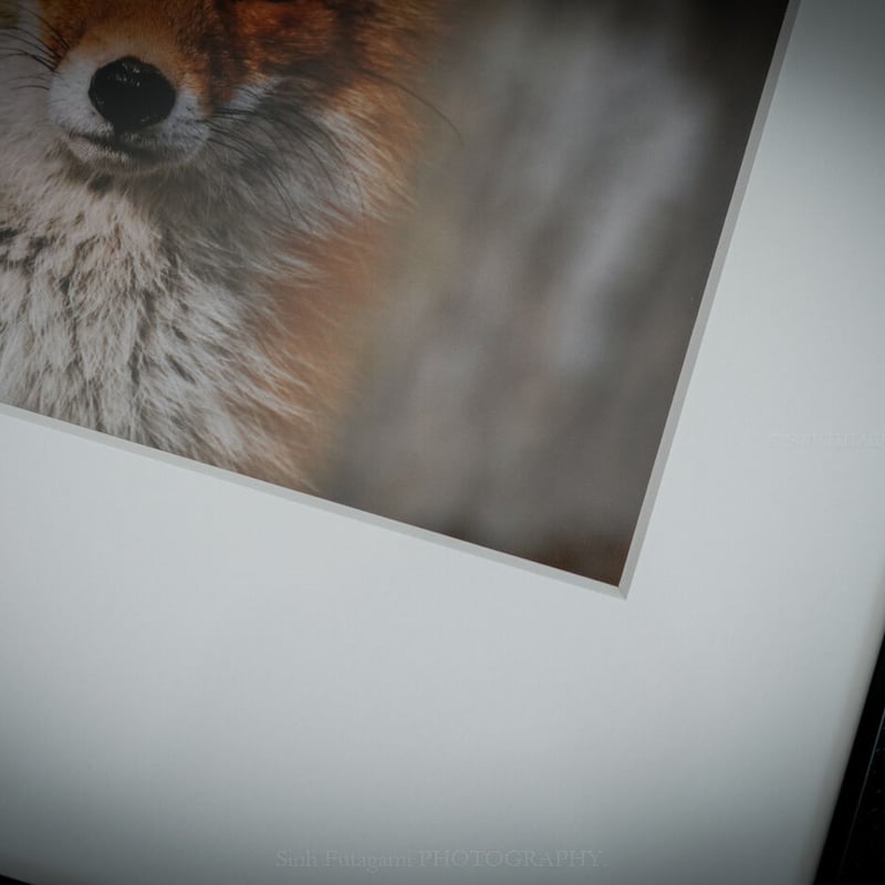 額装写真 】Brother Fox / 六切サイズ・スクエア | yaneco