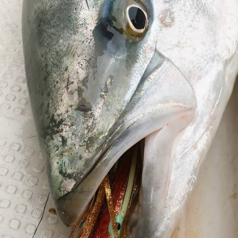 限定3セット【夜光リアルイカベイト200g 3種セット】Daiwaがまかつ 限定3セット【夜光リアルイカベイト200g 3種セット】Daiwaがまかつ