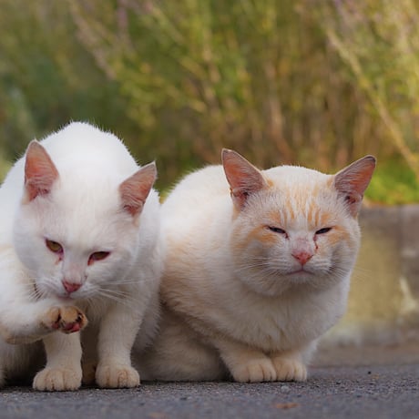 仲良しな猫