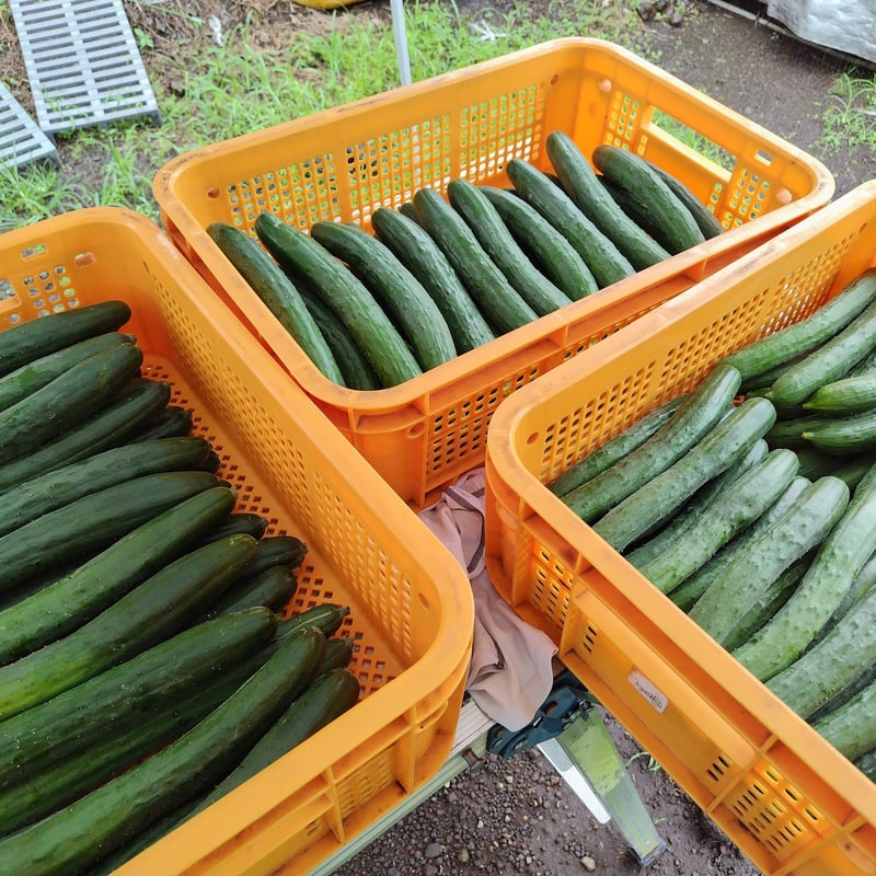 そのときの野菜詰め合わせ1000円分 | YAMATARO FARM STORE そのときの野菜詰め合わせ1000円分 | YAMATARO FARM STORE