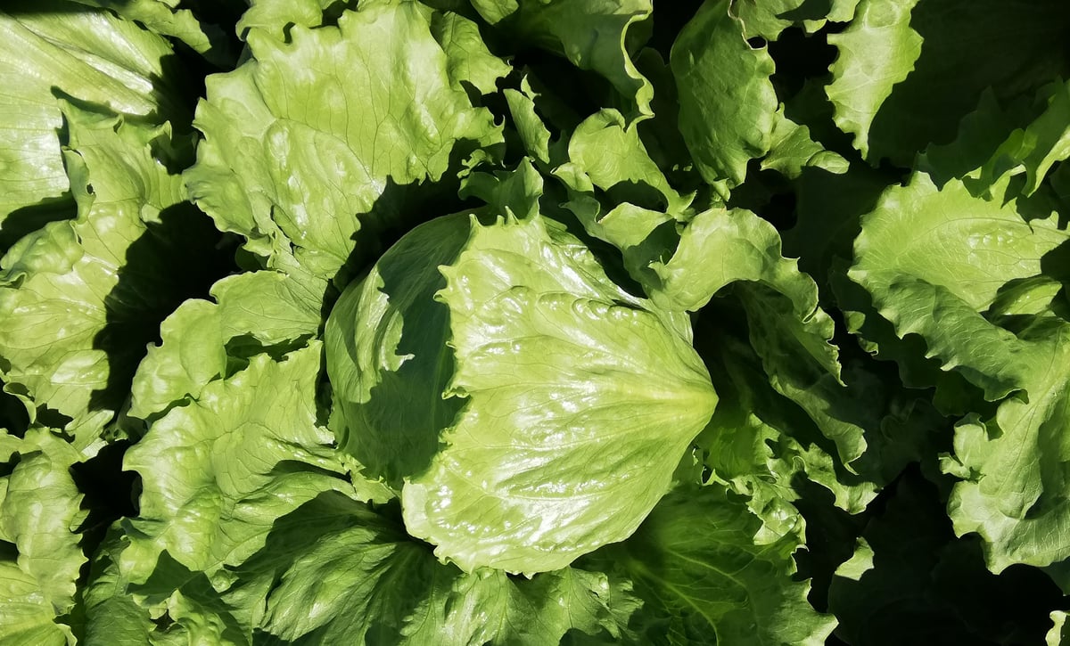 そのときの野菜詰め合わせ1000円分 | YAMATARO FARM STORE