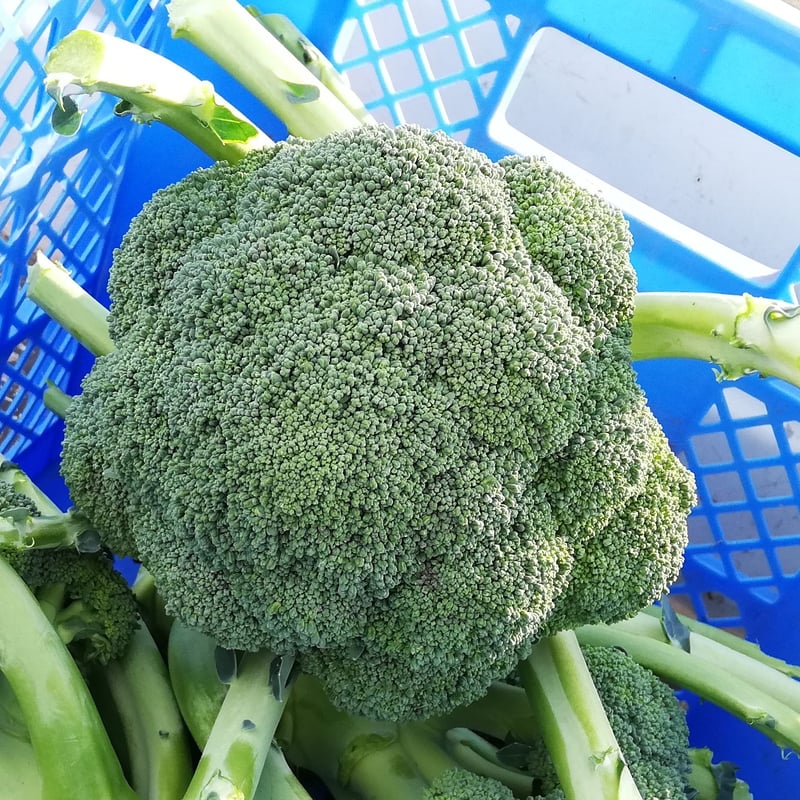 お野菜〜プロフをご覧下さい〜 野菜のおたより ブロッコリー 10g | ペット用品（小動物・鳥・亀
