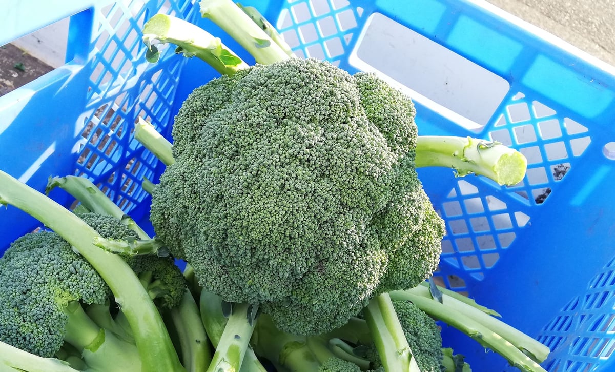 そのときの野菜詰め合わせ1000円分 | YAMATARO FARM STORE