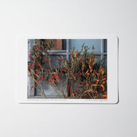 写真 [ Leave chili pepper as a sprig, Nov. 2023 ] ポストカードサイズ(15x10)