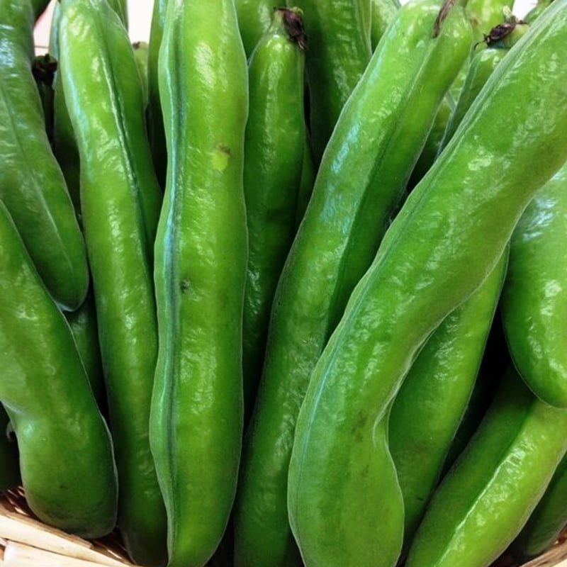 ソラマメ(4キロ箱/送料込み) | 安西農園
