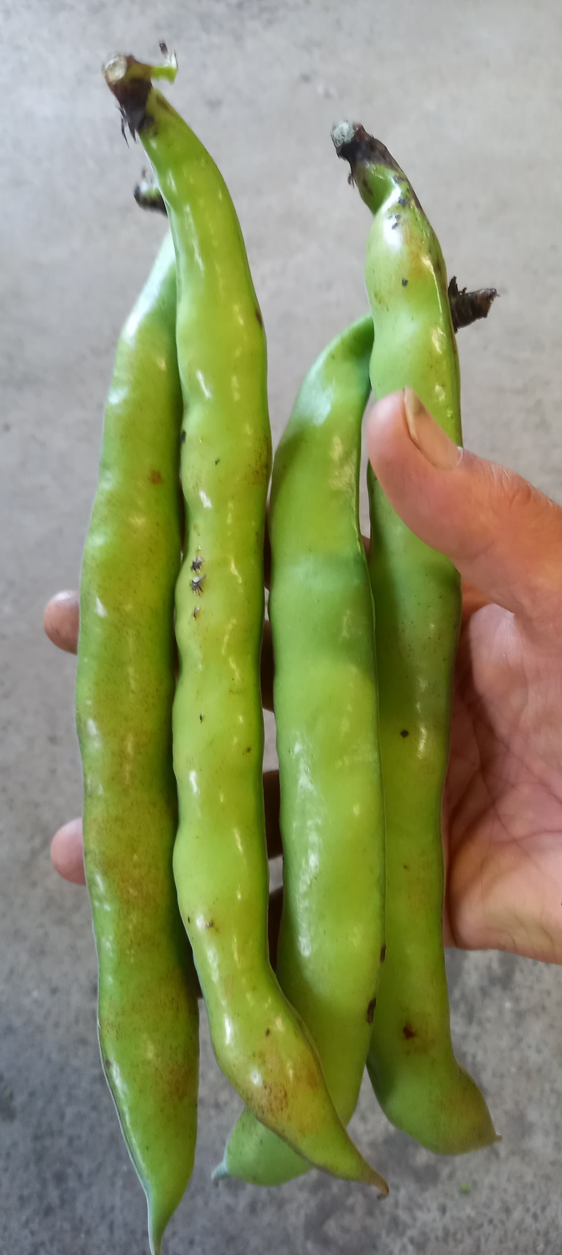 ソラマメ(4キロ箱/送料込み) | 安西農園