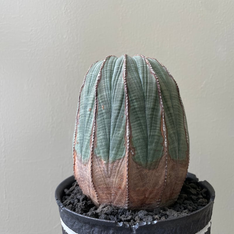 Euphorbia obesa x GOUJIN 