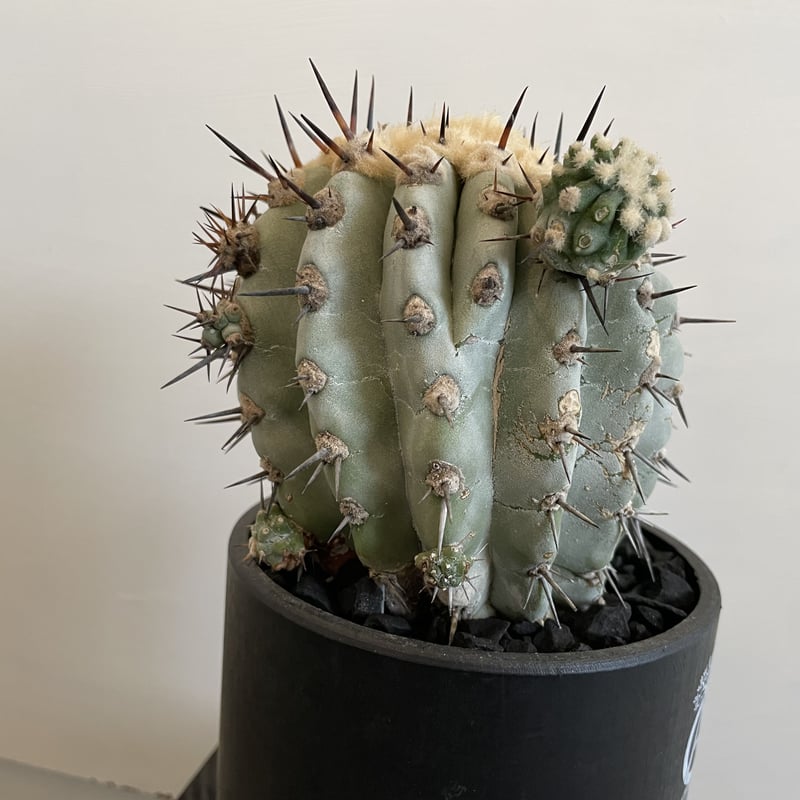 ③コピアポア シネレア 黒王丸 現地球カキコ 【公式通販】