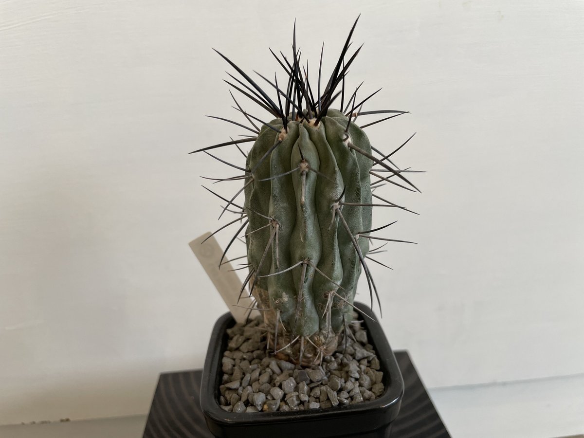 RR_黒肌黒刺コピアポア フスカ FN付 新種/Copiapoa fusca/1株/2021輸入 海外実生苗/検索用→黒王丸 孤竜丸 グリセオビオラセア  - 観葉植物