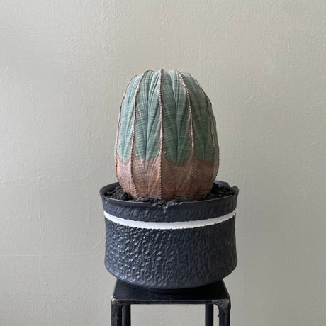 ソウラボAGAVE- [ Z ] ERO BOTANIZE PLA POT ソウラボAGAVE- [ Z ] ERO BOTANIZE PLA POT