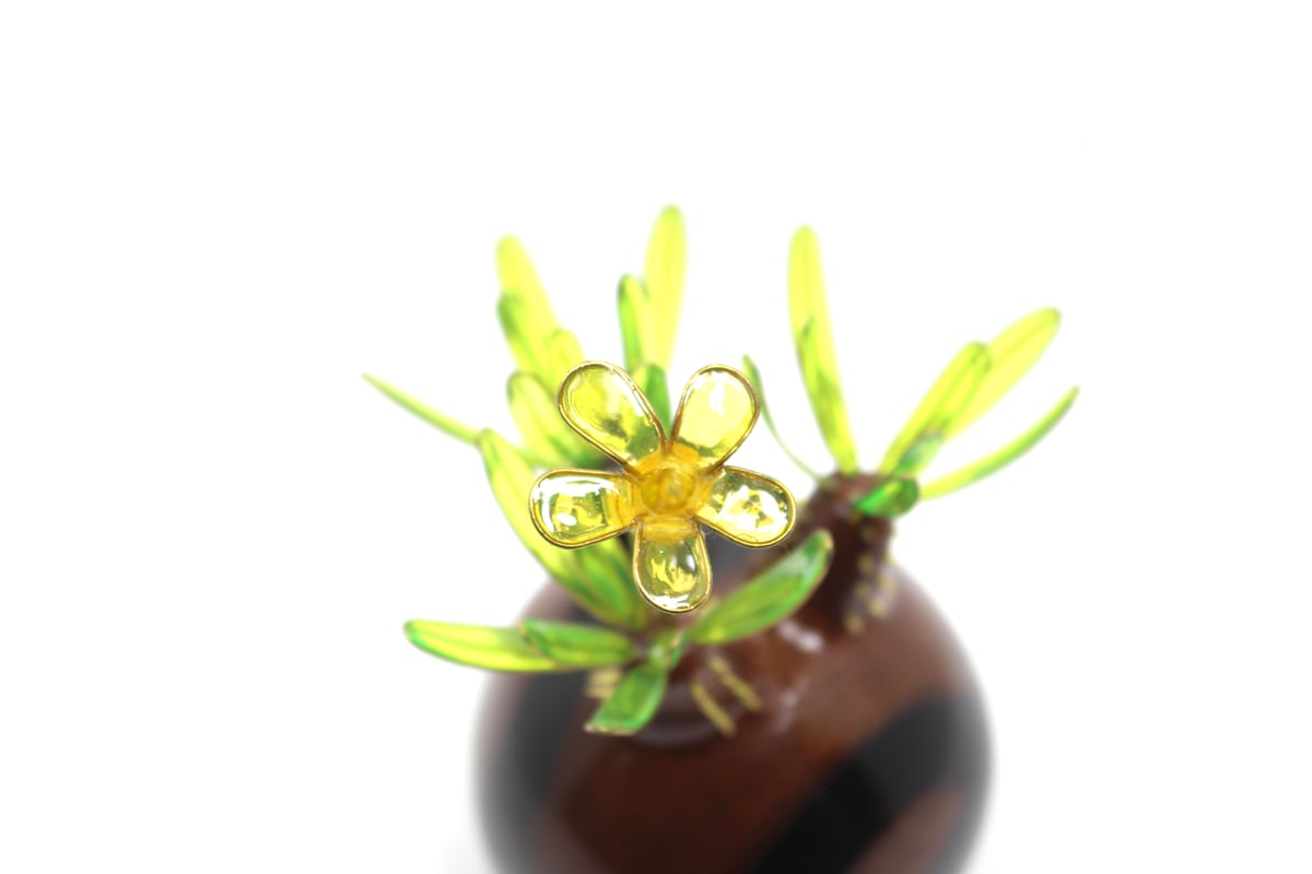 グラキリス 現地球 黒檀 | ONEDAY.factory