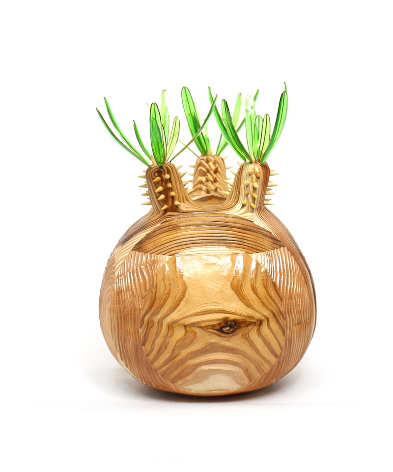 グラキリス ビッグ現地球 杉 | ONEDAY.factory