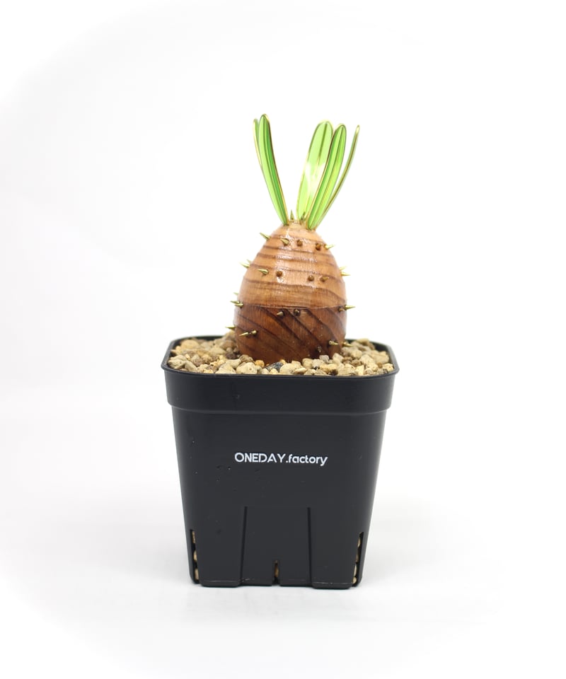 実生グラキリス | ONEDAY.factory