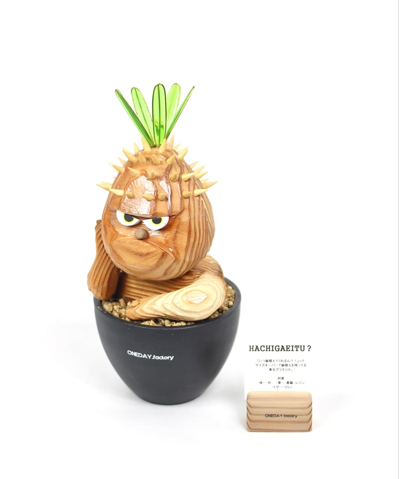 クサントロエア　グラキリス　1鉢 鉢のまま発送 HACHIGAEITU? ミニ | ONEDAY.factory