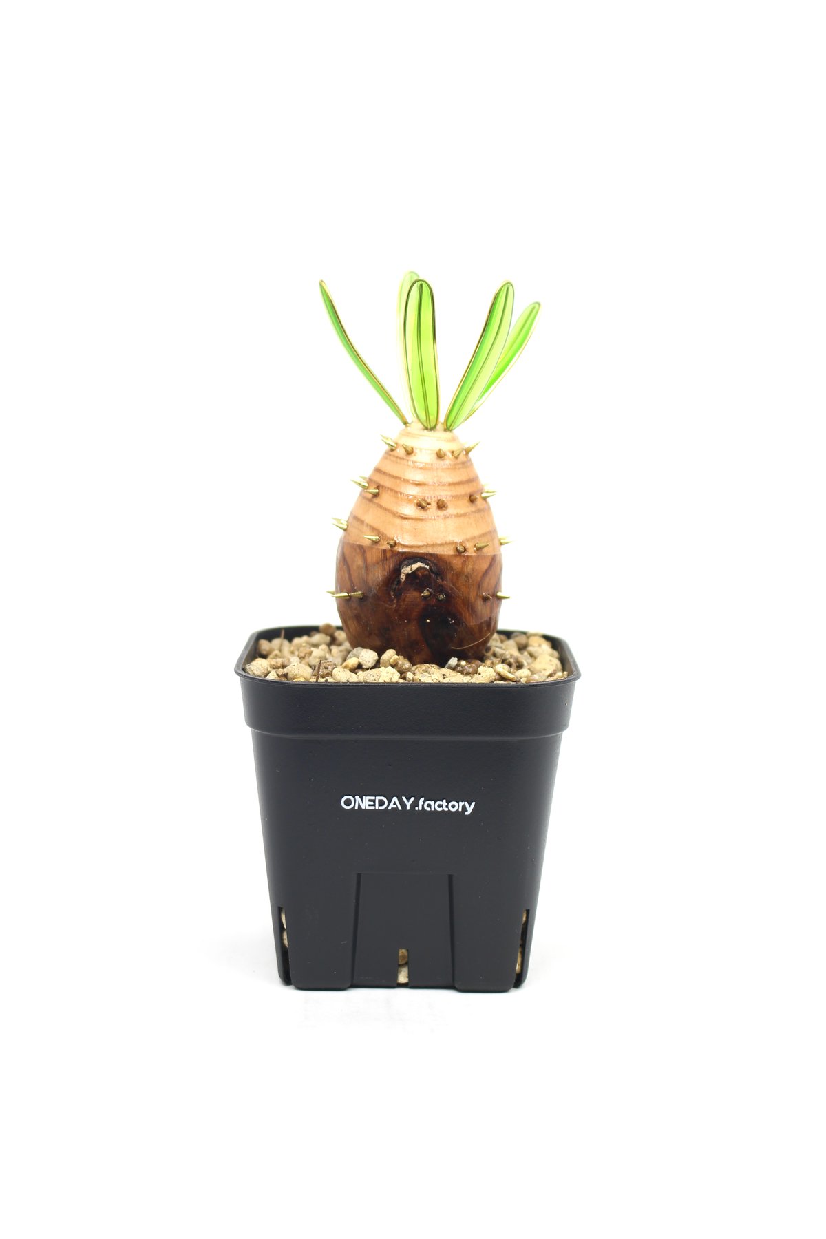 実生グラキリス | ONEDAY.factory