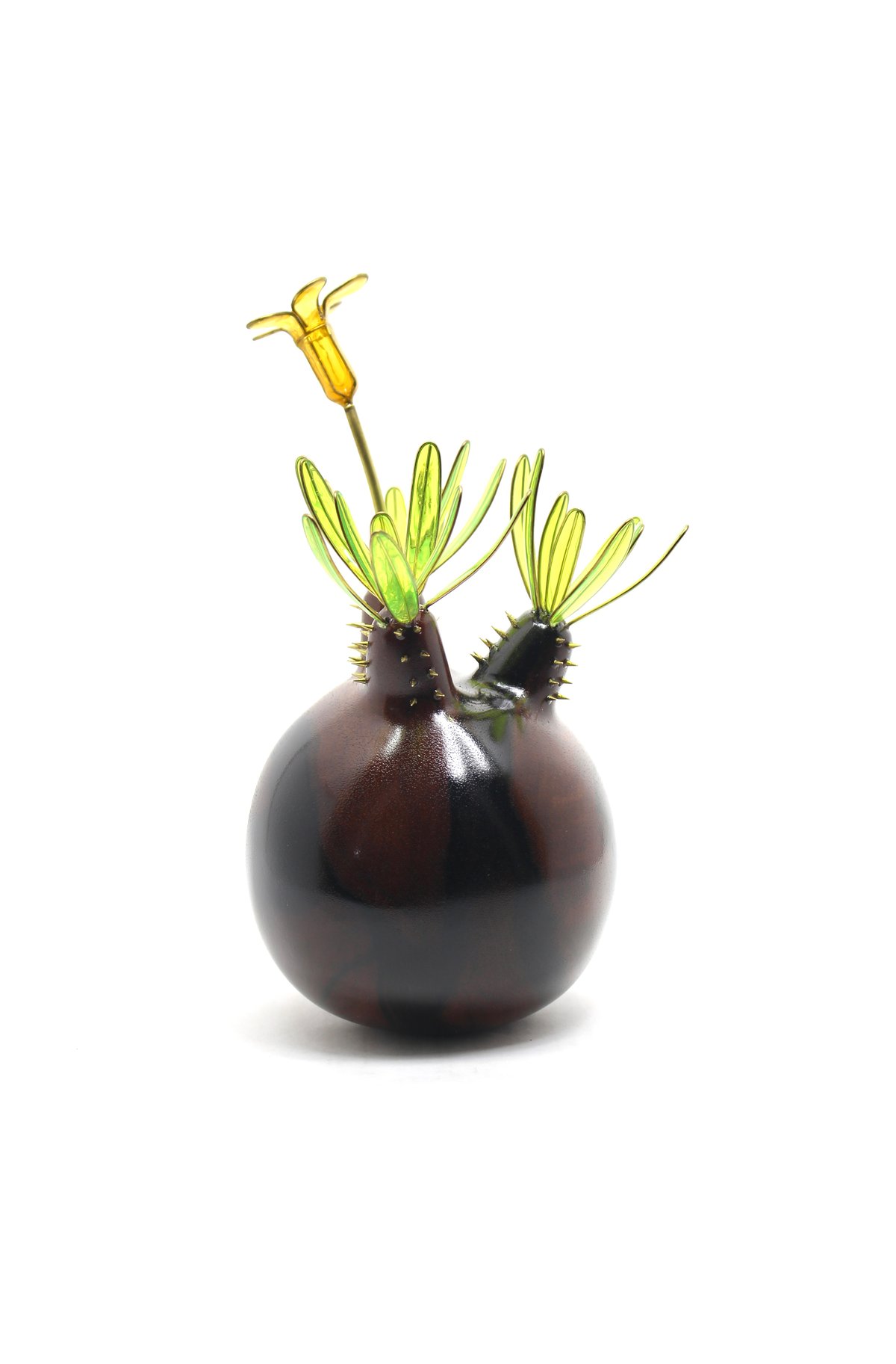 グラキリス 現地球 黒檀 | ONEDAY.factory