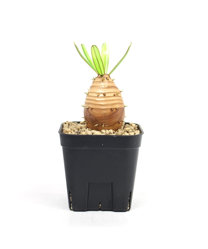 実生グラキリス | ONEDAY.factory