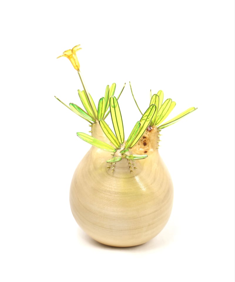 【本日限定特価】グラキリス　現地球　たけろうポット付き グラキリス新着現地球 グラキリス 現地球