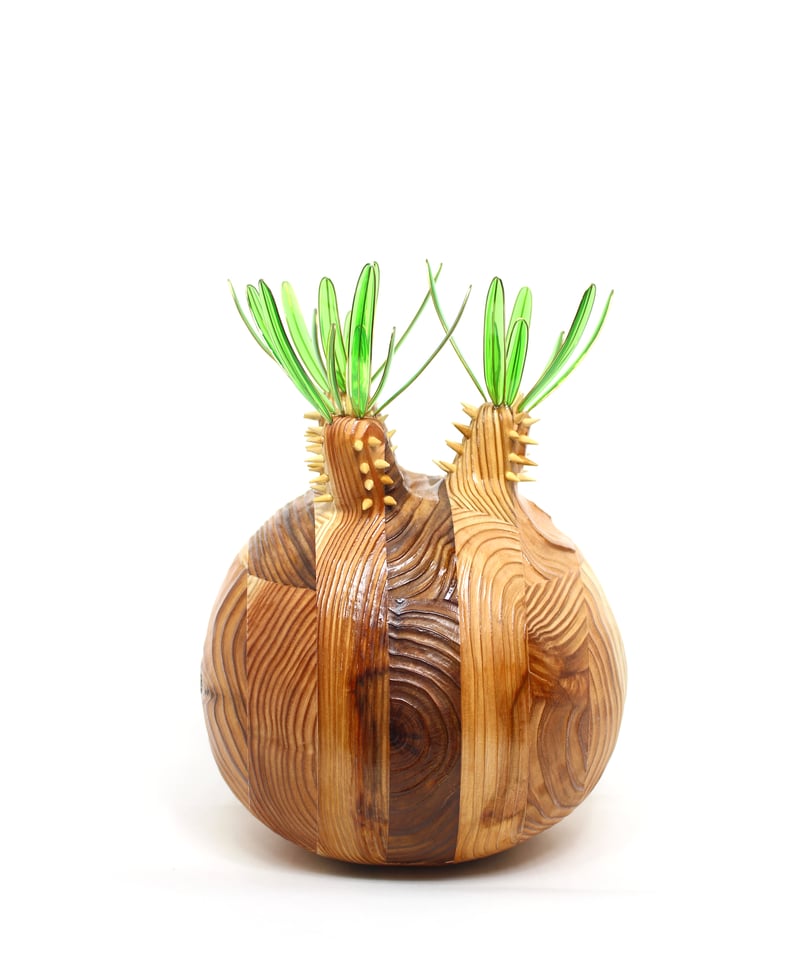 グラキリス　大サイズ 現地球 ＿あ グラキリス ビッグ現地球 杉 | ONEDAY.factory