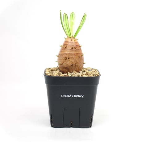 パキポディウムグラキリス | STORES