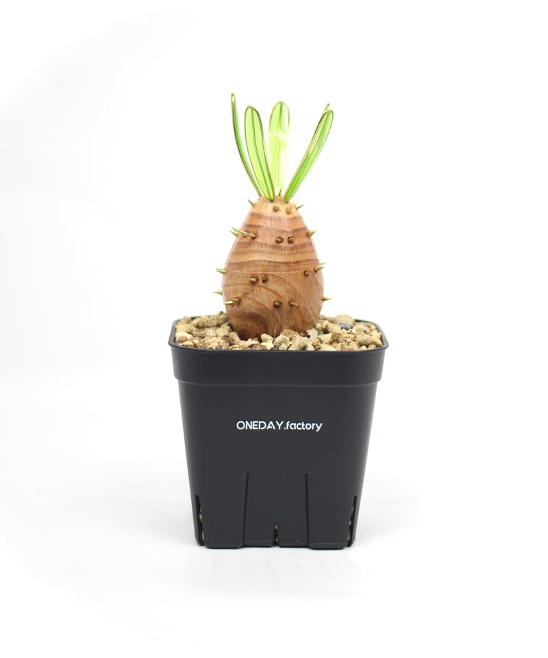 実生グラキリス | ONEDAY.factory