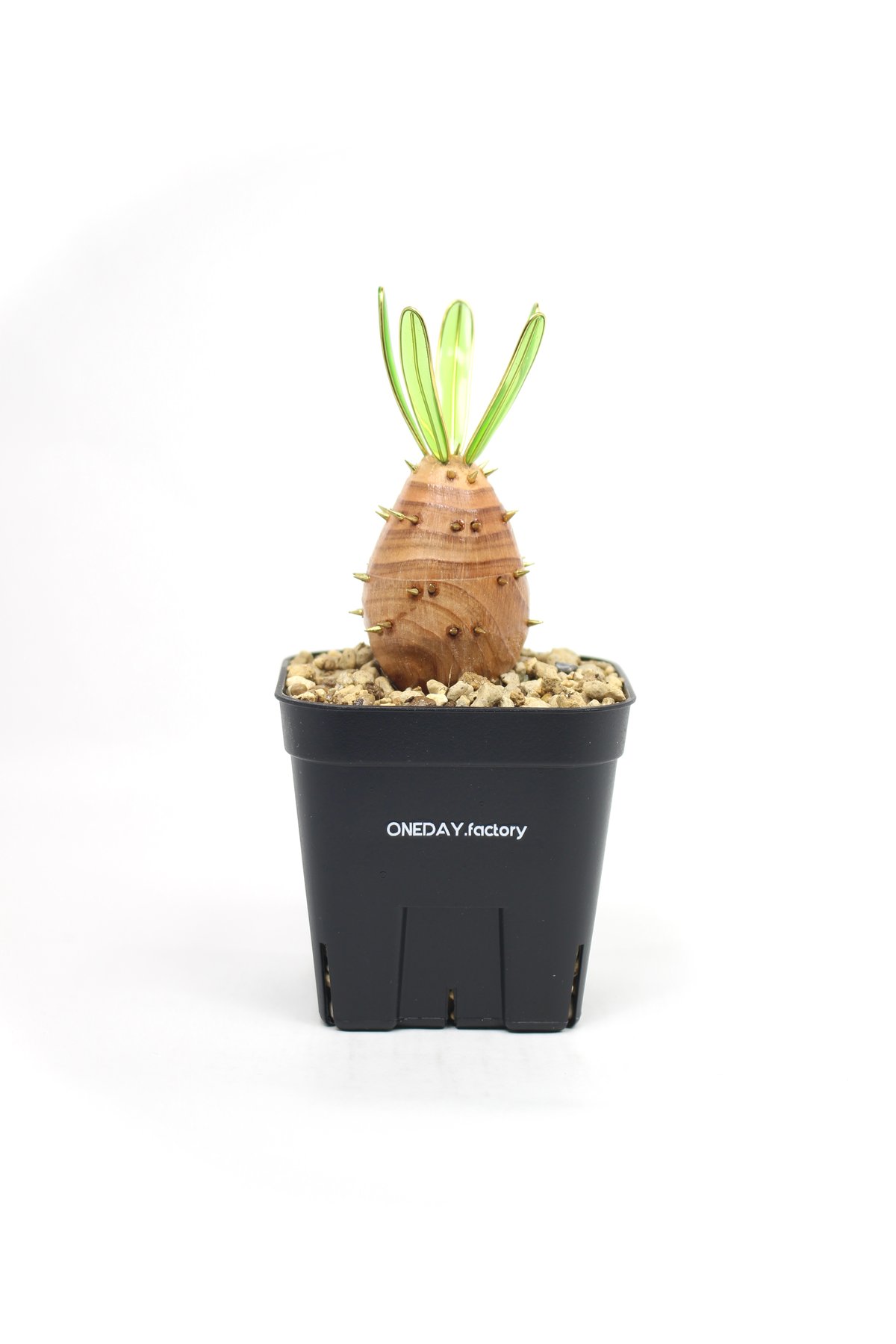 グラキリス　raw life factory 実生グラキリス | ONEDAY.factory