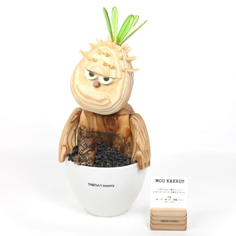 パキポディウムグラキリス | STORES