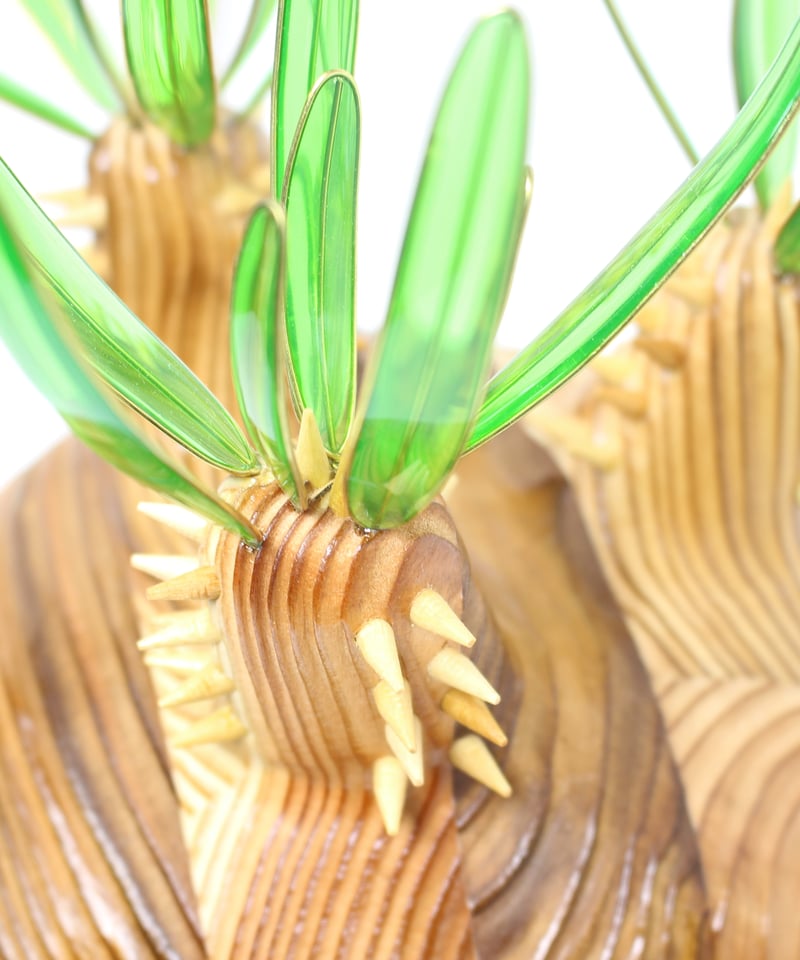 グラキリス ビッグ現地球 杉 | ONEDAY.factory