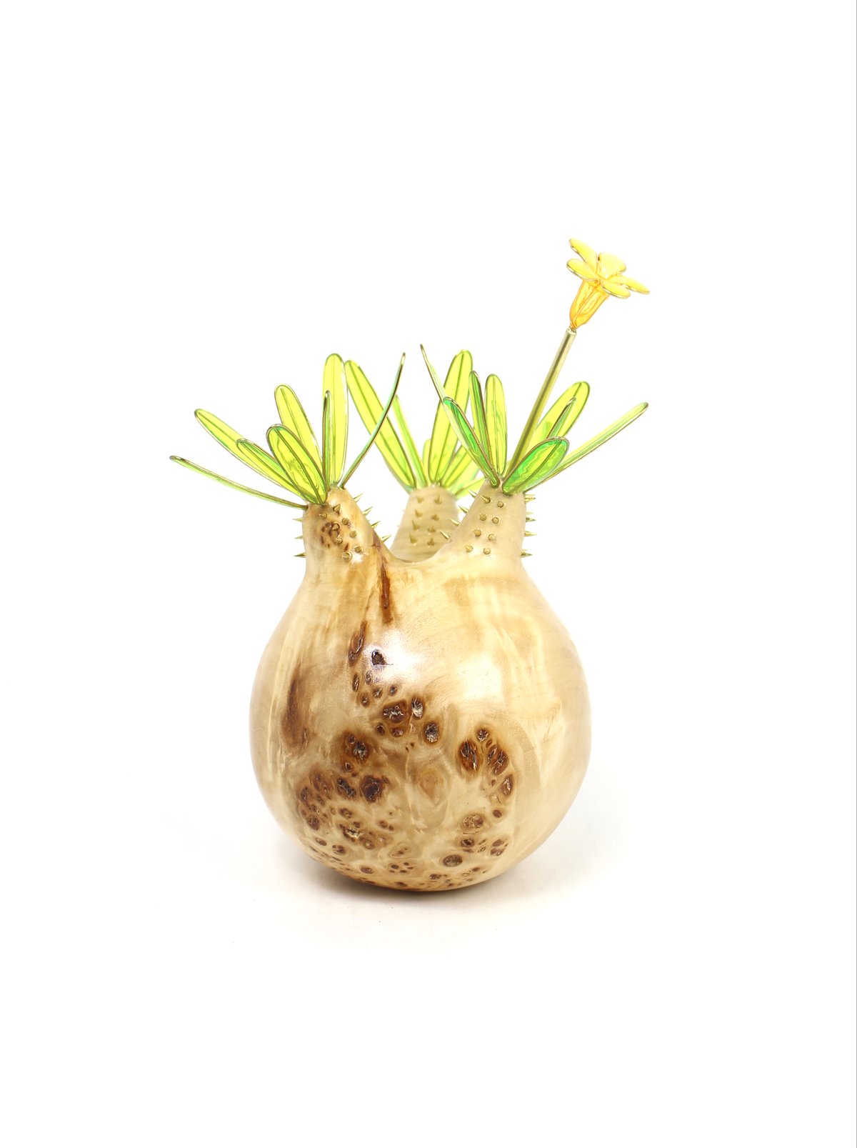 グラキリス　現地球　ぼってり良形　発根済み　鉢付き グラキリス 現地球 発根済 【鉢付き】 パキポディウム・グラキリス