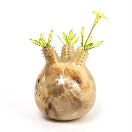 100粒　パキポディウム グラキリス 園芸ネット本店｜[送料無料]パキポディウム：グラキリス（多分枝・発根