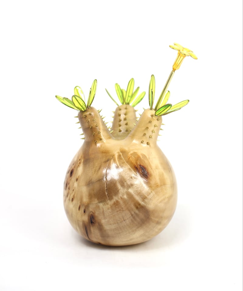 グラキリス　現地球　ブラックフライデー価格 _22 グラキリス 現地球 ポプラ | ONEDAY.factory