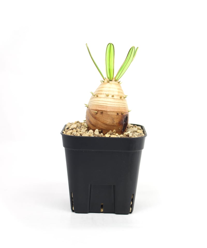 グラキリス　実生 実生グラキリス | ONEDAY.factory